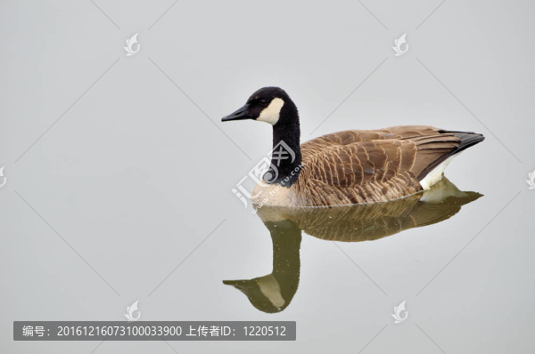 加拿大鵝
