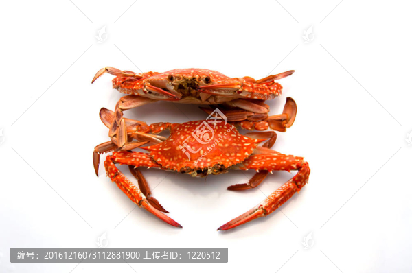熱蒸螃蟹