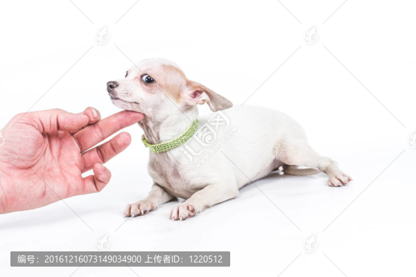 有趣的小狗奇瓦瓦在白色背景