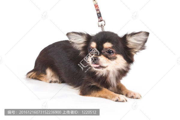 有趣的小狗奇瓦瓦在白色背景