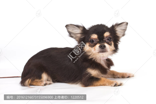 有趣的小狗奇瓦瓦在白色背景