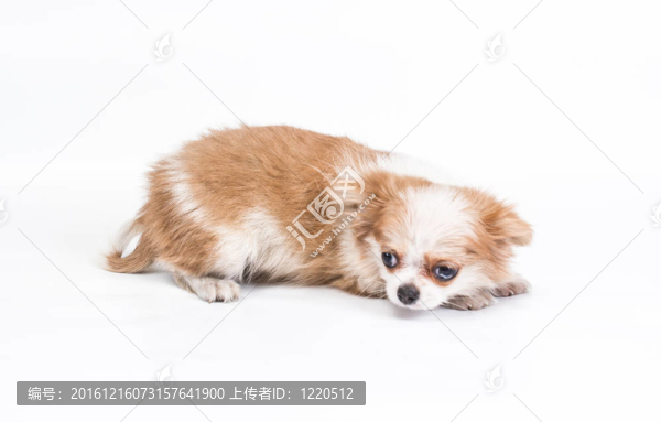 有趣的小狗奇瓦瓦在白色背景