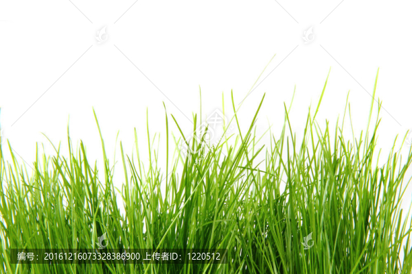 春天aeastr綠草孤立在白色背景