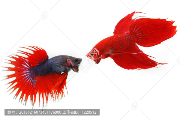 動物；水族箱；美容；斗魚；藍(lán)；多姿多彩；優(yōu)雅；戰(zhàn)斗