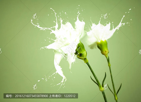 白色的水花花