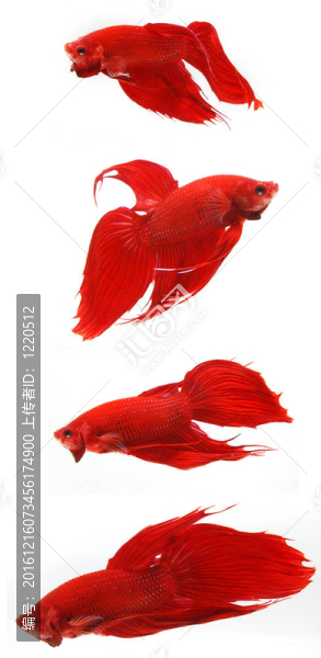 暹羅斗魚（斗魚）；孤立在白色背景