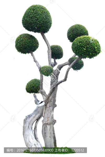 白底樹