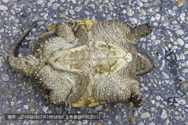底面；（甲）一個普通鱷龜；（Chelydra,serpentina）在春天的瀝青路面的邊緣