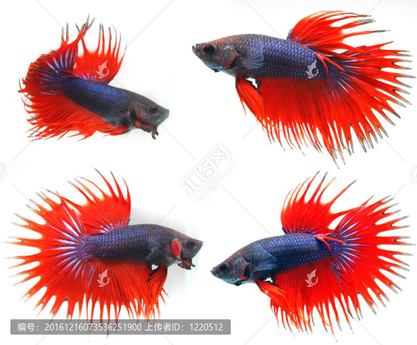 暹羅斗魚（斗魚）；孤立在白色背景