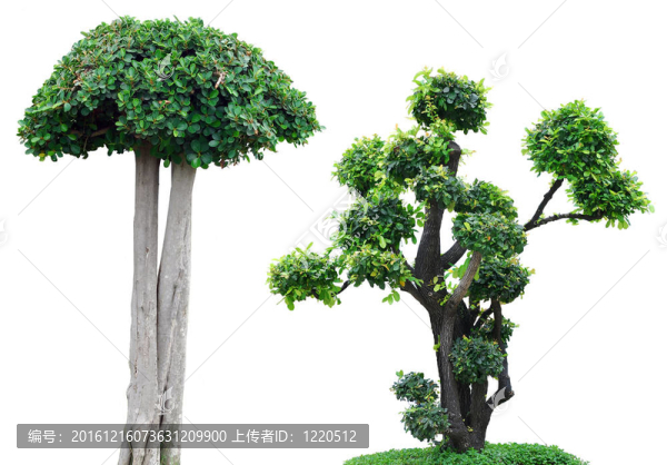 白底樹(shù)
