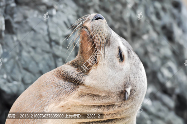 閉目海獅
