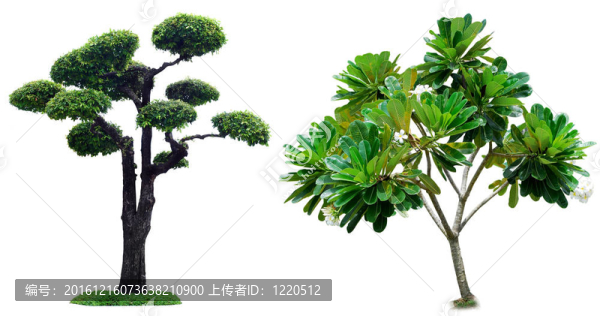 白底樹