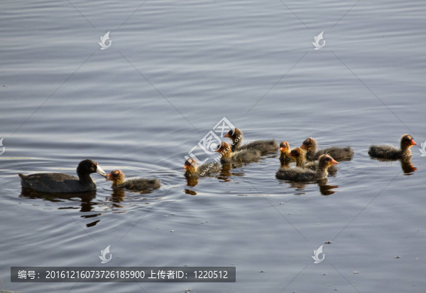 Waterhen的嬰兒