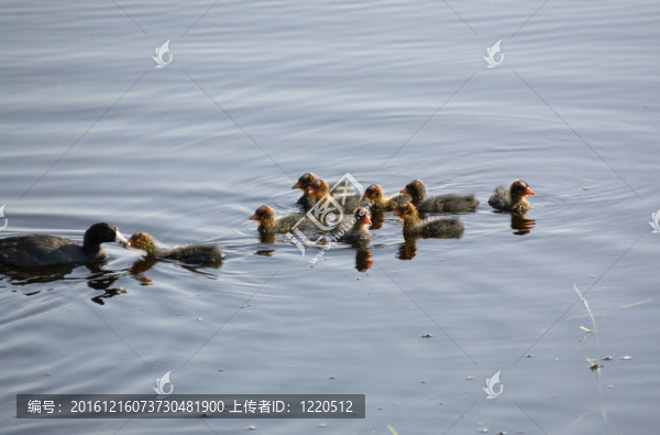 Waterhen的嬰兒