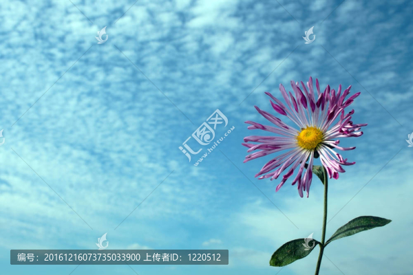 單菊在多云的天空