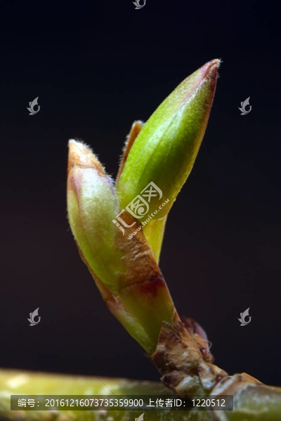 樹(shù)枝芽