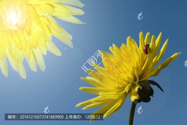 對(duì)大麗花和瓢蟲(chóng)