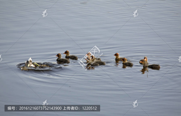 Waterhen的嬰兒