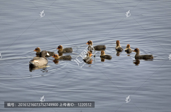 Waterhen的嬰兒