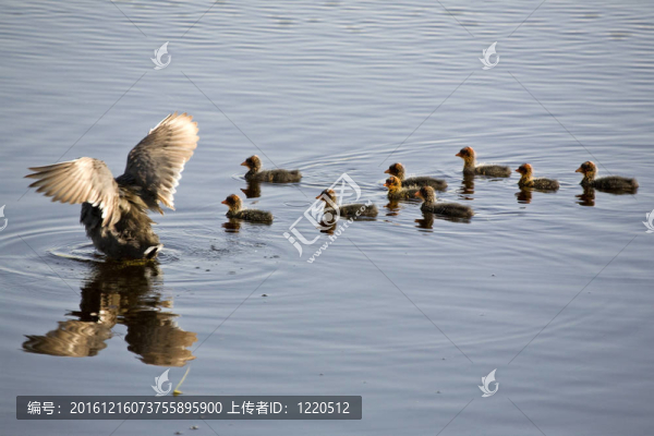 Waterhen的嬰兒