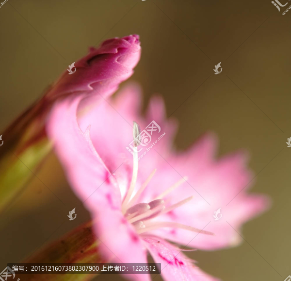 瞿麥花