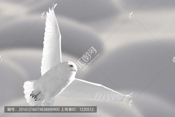 飛行中的雪梟