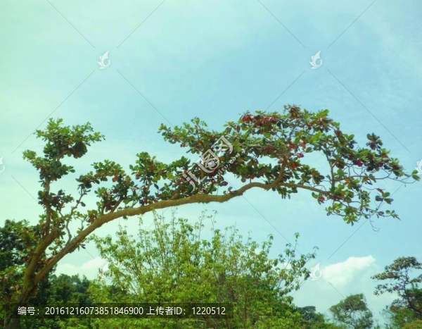 青苔滿樹