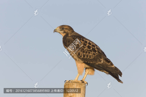 斯文森鷹后