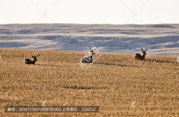 麥田騾鹿