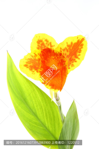 美人蕉的橙色和黃色的花。