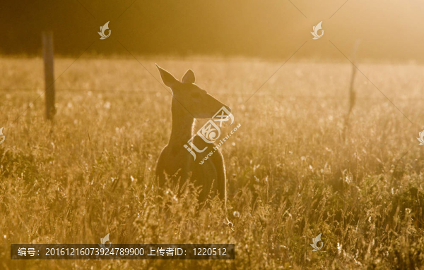 田野中的鹿