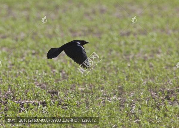 鷯哥黑鳥