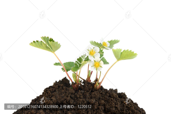 土壤草莓