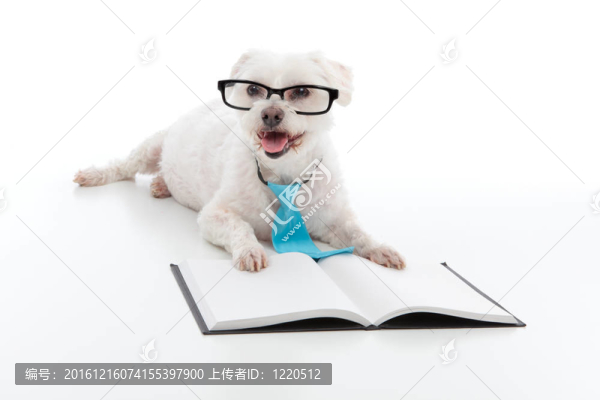 幼犬教育訓(xùn)練
