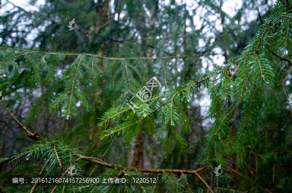 雨中的松樹