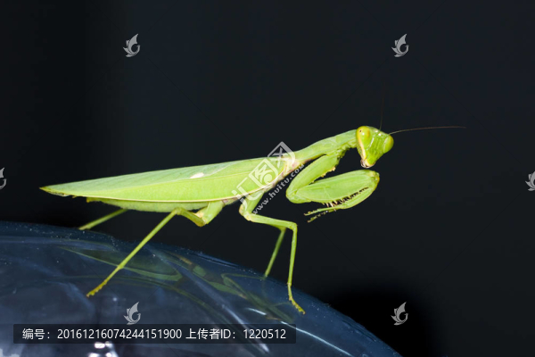 螳螂與黑
