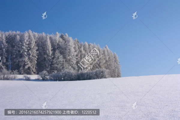 森林覆蓋線；冰雪覆蓋的田野和藍(lán)天