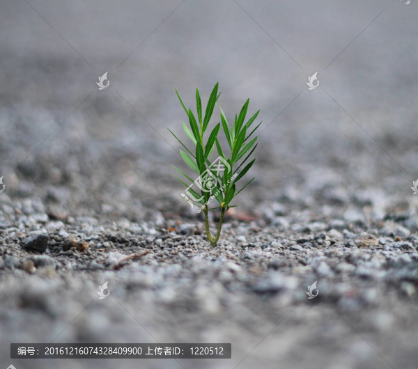 植物的誕生