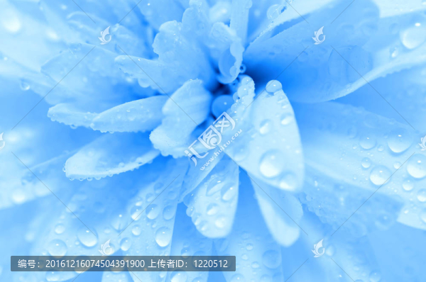 摘要花瓣