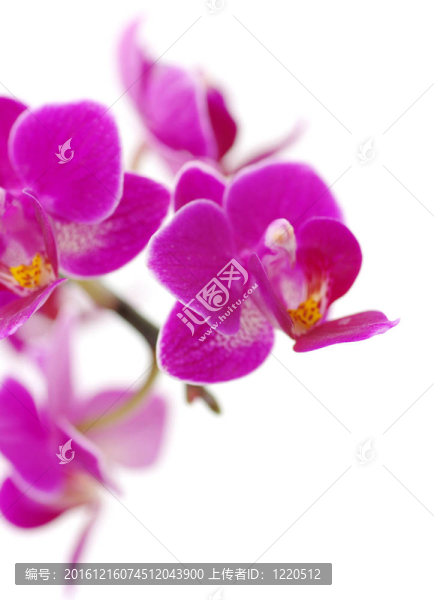 粉紅色的蘭花