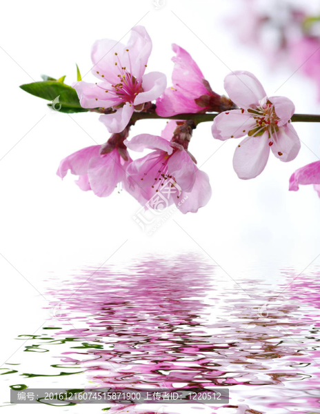 粉色的花