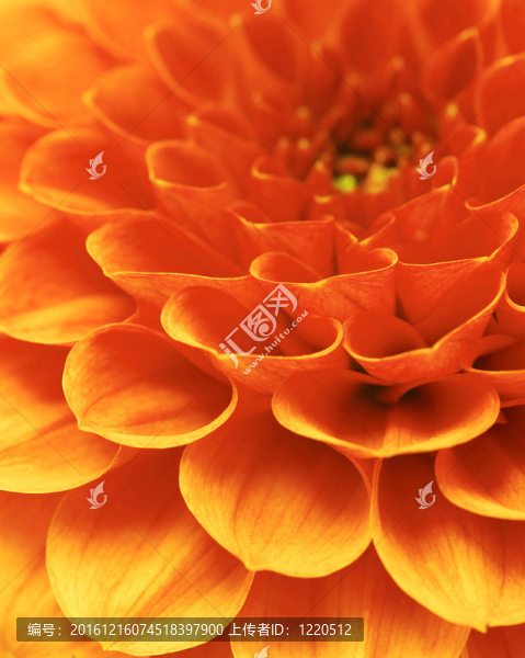 抽象的花朵