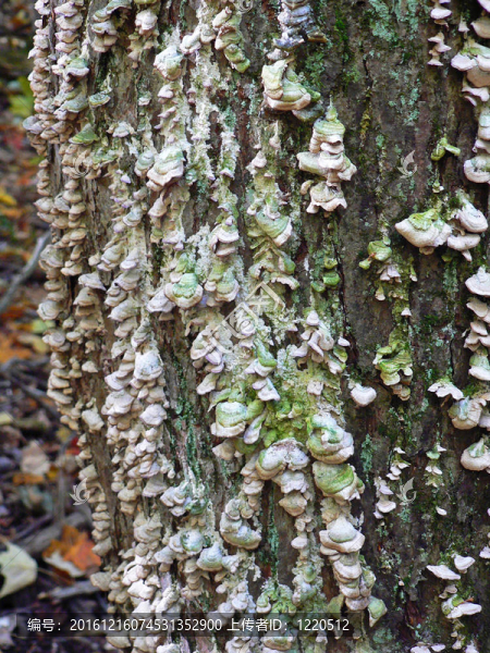 樹(shù)蘑菇
