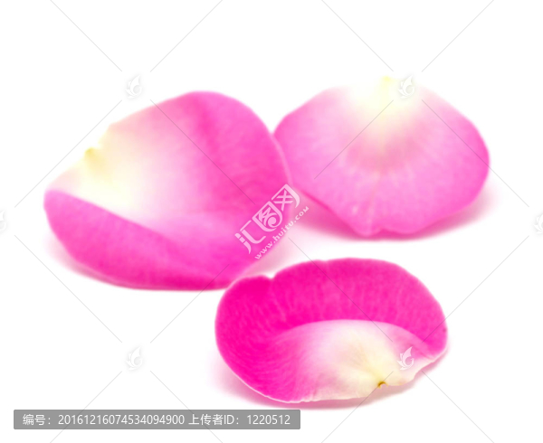粉紅玫瑰的花瓣