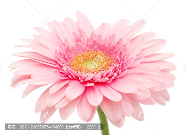 粉色非洲菊