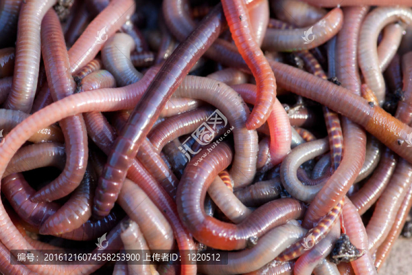 大量的蚯蚓接近捕魚(yú)