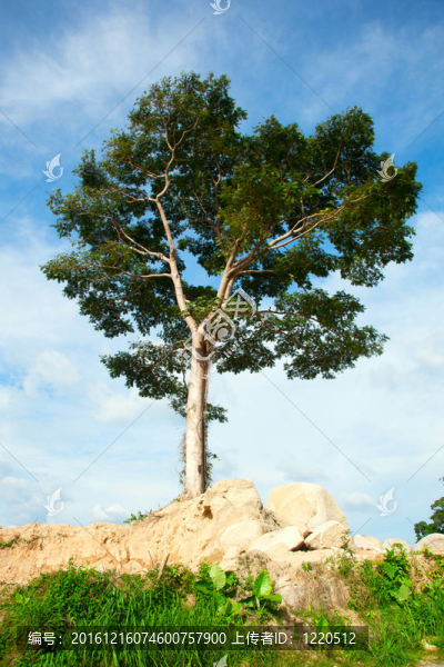 孤獨(dú)的jack,tree