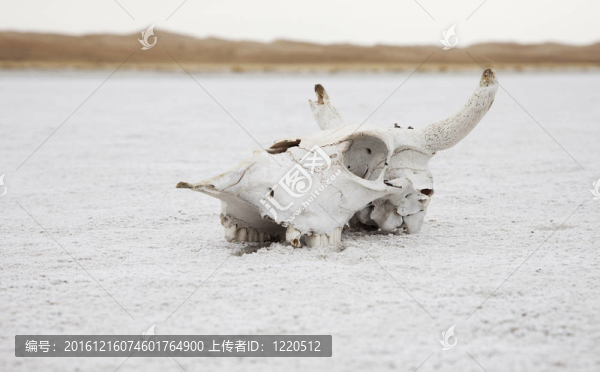 骨架