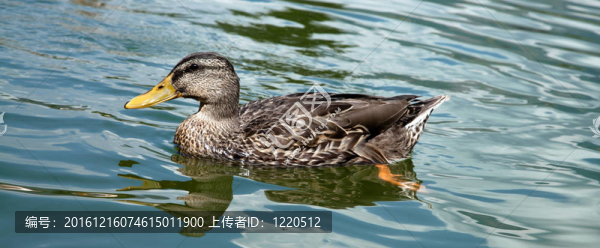 水中的鴨子