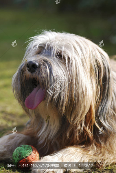 西藏梗犬